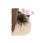 おじさん顔の猫ぐーぐーです（個別スタンプ：17）