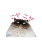 おじさん顔の猫ぐーぐーです（個別スタンプ：19）