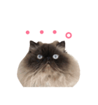 おじさん顔の猫ぐーぐーです（個別スタンプ：21）