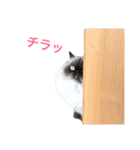 おじさん顔の猫ぐーぐーです（個別スタンプ：22）