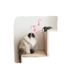 おじさん顔の猫ぐーぐーです（個別スタンプ：24）