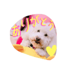 毎日ぽんぽん（個別スタンプ：4）