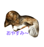 ハロー！カンタビーレ！（個別スタンプ：2）