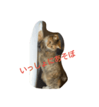 ハロー！カンタビーレ！（個別スタンプ：7）