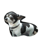 chiwawa-GEN＆SORA（個別スタンプ：1）