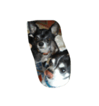 chiwawa-GEN＆SORA（個別スタンプ：12）