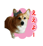 コーギー犬♥ちき2（個別スタンプ：2）