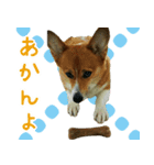 コーギー犬♥ちき2（個別スタンプ：3）