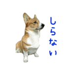 コーギー犬♥ちき2（個別スタンプ：4）