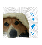 コーギー犬♥ちき2（個別スタンプ：5）