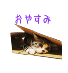 イケメン猫♡うーにゃん（個別スタンプ：2）