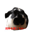 mochilife（個別スタンプ：1）
