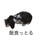 mochilife（個別スタンプ：5）