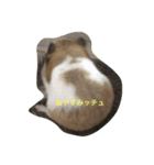 ビビスケ子（個別スタンプ：6）
