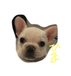 ひまわりシリーズ（個別スタンプ：4）