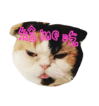 lazy lazy cat！（個別スタンプ：2）