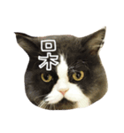 lazy lazy cat！（個別スタンプ：5）