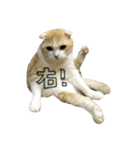 lazy lazy cat！（個別スタンプ：6）