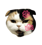 lazy lazy cat！（個別スタンプ：7）