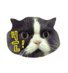 lazy lazy cat！（個別スタンプ：8）