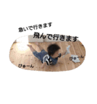 たいよう☀（個別スタンプ：17）