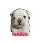 なかよしブルドッグ（個別スタンプ：1）