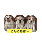 なかよしブルドッグ（個別スタンプ：2）