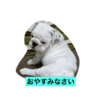 なかよしブルドッグ（個別スタンプ：3）