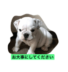 なかよしブルドッグ（個別スタンプ：4）