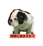 なかよしブルドッグ（個別スタンプ：5）