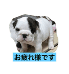 なかよしブルドッグ（個別スタンプ：6）
