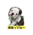 なかよしブルドッグ（個別スタンプ：8）