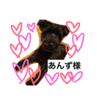 Miniature Schnauzer is Anzu（個別スタンプ：1）