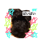 Miniature Schnauzer is Anzu（個別スタンプ：2）