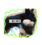 Miniature Schnauzer is Anzu（個別スタンプ：3）
