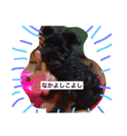 Miniature Schnauzer is Anzu（個別スタンプ：4）