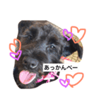 Miniature Schnauzer is Anzu（個別スタンプ：5）