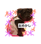 Miniature Schnauzer is Anzu（個別スタンプ：7）