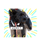 Miniature Schnauzer is Anzu（個別スタンプ：9）