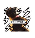 Miniature Schnauzer is Anzu（個別スタンプ：10）