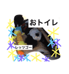 Miniature Schnauzer is Anzu（個別スタンプ：11）