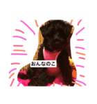 Miniature Schnauzer is Anzu（個別スタンプ：13）