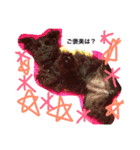 Miniature Schnauzer is Anzu（個別スタンプ：14）