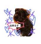 Miniature Schnauzer is Anzu（個別スタンプ：15）