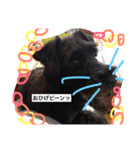 Miniature Schnauzer is Anzu（個別スタンプ：16）