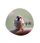 とりさまたち（個別スタンプ：1）