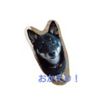 shibainu TUBAKI（個別スタンプ：3）