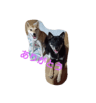 shibainu TUBAKI（個別スタンプ：5）