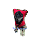 shibainu TUBAKI（個別スタンプ：7）