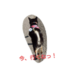 shibainu TUBAKI（個別スタンプ：8）